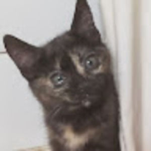 Meet your Posher, Tamra